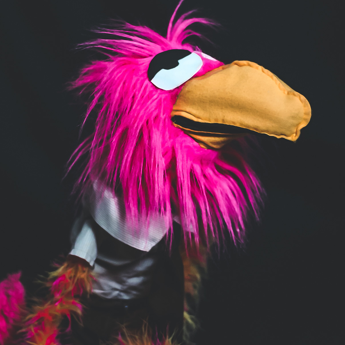 Chad the Bird